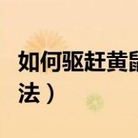 如何驱赶黄鼠狼最有效（如何驱赶黄鼠狼的方法）
