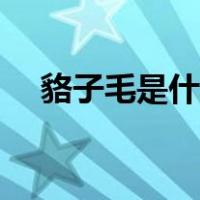 貉子毛是什么手感（貉子毛是什么动物）