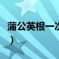 蒲公英根一次泡多久（蒲公英根一次泡几颗啊）