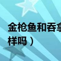 金枪鱼和吞拿鱼有何区别（金枪鱼和吞拿鱼一样吗）