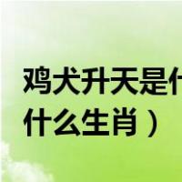 鸡犬升天是什么动物生肖（鸡犬升天蛇入草是什么生肖）