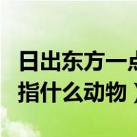 日出东方一点红是什么动物（日出东方红太阳指什么动物）
