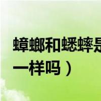 蟑螂和蟋蟀是一种动物吗（蟑螂会叫的像蟋蟀一样吗）