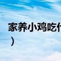 家养小鸡吃什么长得快（家养小鸡吃什么食物）