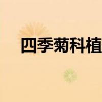 四季菊科植物（矮型四季菊有哪些品种）