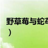 野草莓与蛇苺的区别（野草莓花和蛇莓的区别）