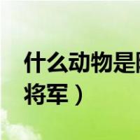 什么动物是除虫大将军?（什么动物是除虫大将军）
