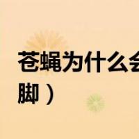 苍蝇为什么会搓脚作文（苍蝇为什么会搓手搓脚）