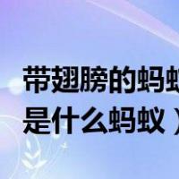 带翅膀的蚂蚁是什么蚂蚁图片（带翅膀的蚂蚁是什么蚂蚁）