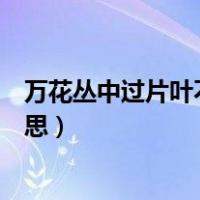 万花丛中过片叶不沾身的意思（万花丛中过片叶不沾身的意思）