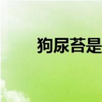 狗尿苔是什么意思（狗尿苔是什么）