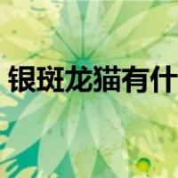 银斑龙猫有什么特征（银斑龙猫有什么特征）