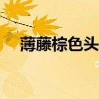 薄藤棕色头发（头发薄藤色是什么颜色）