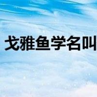 戈雅鱼学名叫什么名字（戈雅鱼学名叫什么）