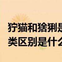 狞猫和猞猁是同一种动物吗（狞猫和猞猁的分类区别是什么）