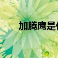 加腾鹰是什么鹰?（加腾鹰什么意思）