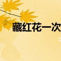 藏红花一次泡几根（藏红花一次泡几根）