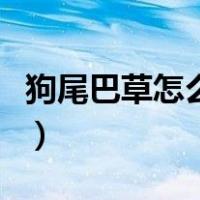 狗尾巴草怎么编才好看（狗尾巴草怎么编兔子）