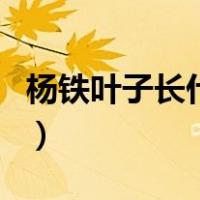 杨铁叶子长什么样子（杨铁叶子是什么样子的）