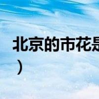 北京的市花是什么和什么（北京的市花是什么）