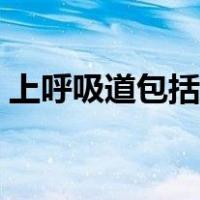 上呼吸道包括哪些结构（上呼吸道包括哪些）
