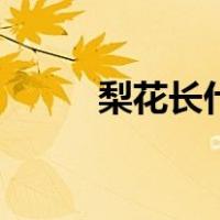 梨花长什么样（梨花长什么样子）