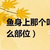 鱼身上那个叫什么胶（鱼胶到底是鱼身上的什么部位）