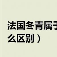 法国冬青属于什么植物（法国冬青树法青有什么区别）
