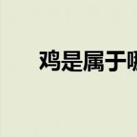 鸡是属于哪个科（鸡是属于哪类动物）