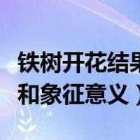 铁树开花结果寓意和象征意义（铁树开花寓意和象征意义）