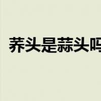 荞头是蒜头吗?（荞头和蒜头的区别有哪些）