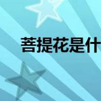 菩提花是什么意思（菩提花是什么含义）