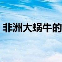 非洲大蜗牛的图片大全（非洲大蜗牛的特点）