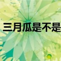 三月瓜是不是西葫芦（三月瓜是不是西葫芦）