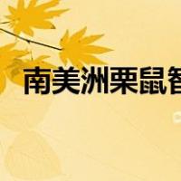 南美洲栗鼠智商高吗（南美洲栗鼠的特点）
