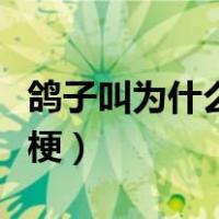 鸽子叫为什么（“鸽子为什么这么大”是什么梗）