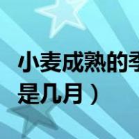 小麦成熟的季节是什么季节（小麦成熟的季节是几月）
