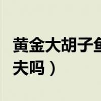 黄金大胡子鱼是清道夫吗（黄金大胡子是清道夫吗）