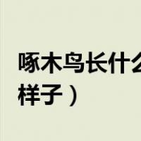 啄木鸟长什么样子的看图写话（啄木鸟长什么样子）