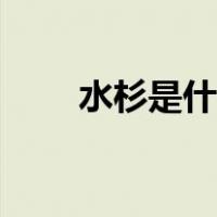 水杉是什么乔木（水杉是什么植物）