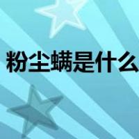 粉尘螨是什么东西图片（粉尘螨是什么意思）