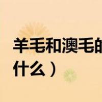 羊毛和澳毛的区别图片（羊毛和澳毛的区别是什么）