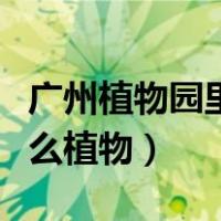 广州植物园里有什么植物（广州植物园里有什么植物）