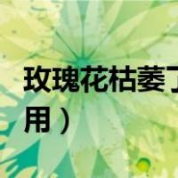 玫瑰花枯萎了怎么治疗（玫瑰花枯萎了怎么利用）