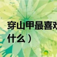 穿山甲最喜欢吃什么食物（穿山甲一般喜欢吃什么）