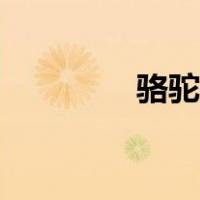骆驼吃啥东西（骆驼吃啥）
