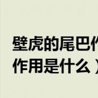 壁虎的尾巴作用是什么简单回答（壁虎的尾巴作用是什么）