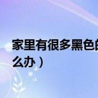 家里有很多黑色的小飞虫图片（家里有很多黑色的小飞虫怎么办）