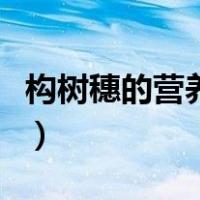 构树穗的营养价值（构树穗的营养价值是什么）