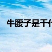 牛腰子是干什么的（腰子是牛的什么部位）